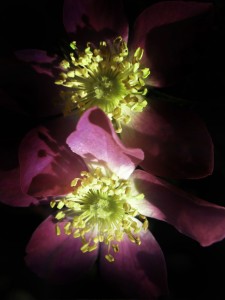 Roarke's entry in the Vermont Photo Show