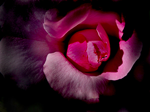 "Red Flower" is one of Roarke's favorite flower images.
